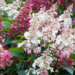 Candelabra Hydrangea Hedge
