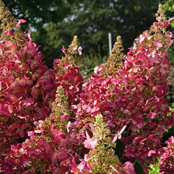 Candelabra Hydrangea Hedge