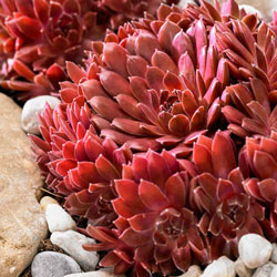 Coral Red Hens & Chicks