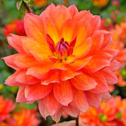 Firepot Dahlia