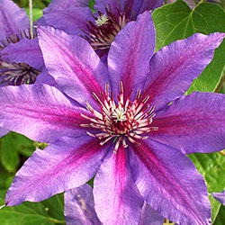 Clematis Starry Night Vancouver™