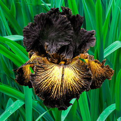 Sorbonne KickStart™ Reblooming Iris