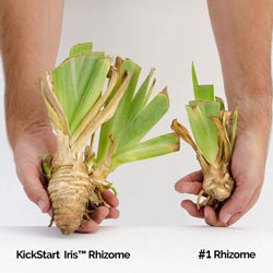 Sorbonne KickStart™ Reblooming Iris
