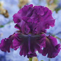 For Veronica Bearded Iris