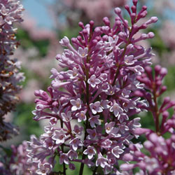 Royalty Lilac Hedge