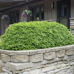 Boxwood Green Velvet Hedge