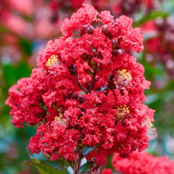 Enduring Summer™ Reblooming Red Crape Myrtle