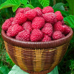 Raspberry Canby