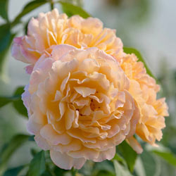 Forever Amber™ Floribunda Rose