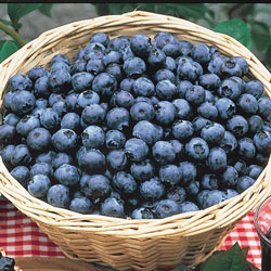 Blueberry Bonus