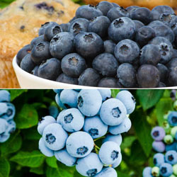 Best Of The Best Blueberry Collection