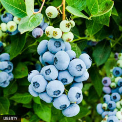 Best Of The Best Blueberry Collection