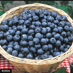Huge Fruit Blueberry Collection