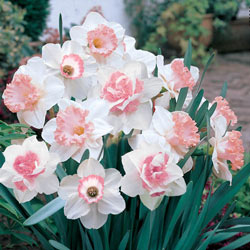Pink Daffodil Mix