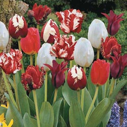 Red Glory Tulip Medley - Michigan Bulb
