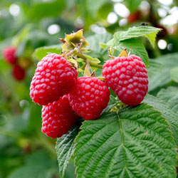 Crimson Night Raspberry
