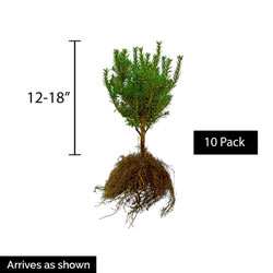 Dark Green Spreader Yew Hedge