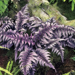 Japanese Painted Fern