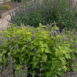 Golden Jubilee Hummingbird Mint