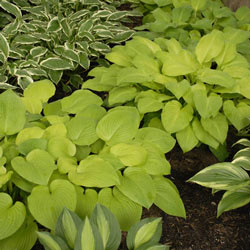 August Moon Hosta