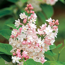 Beauty Of Moscow Lilac