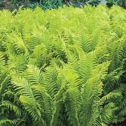Ostrich Glade Fern