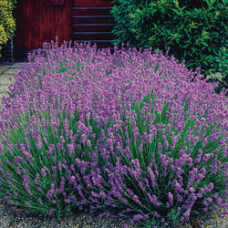 English Lavender Bush. 
