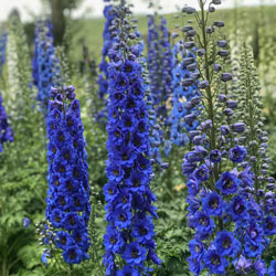 Blue Buccaneers Delphinium