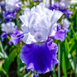 Snow Melt Reblooming Bearded Iris