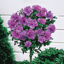 Ardens Hardy Hibiscus Standard Tree