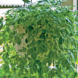 Immortality Herb (Jiaogulan)
