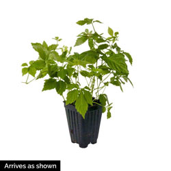Immortality Herb (Jiaogulan)
