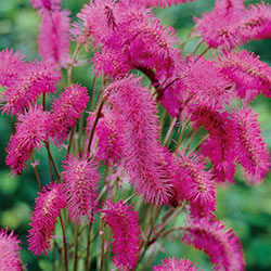 Bottlebrush Plant