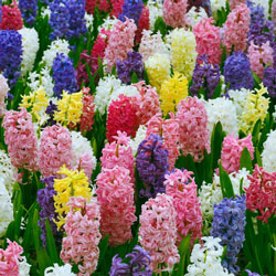 Parfum De Bloom™ Fragrant Hyacinth Collection