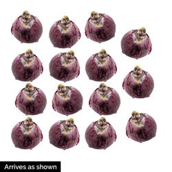 Parfum De Bloom™ Fragrant Hyacinth Collection