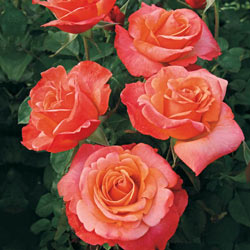 Our Choice Jumbo Floribunda Rose