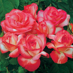 Our Choice Grandiflora Jumbo Rose