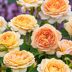 Our Choice Grandiflora Jumbo Rose
