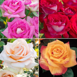 Our Choice Jumbo Hybrid Tea Rose