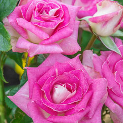 Our Choice Jumbo Hybrid Tea Rose