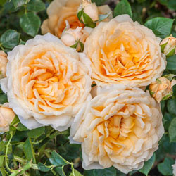 Our Choice Jumbo Shrub Rose