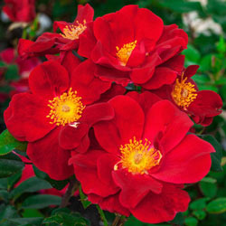 Our Choice Jumbo Shrub Rose