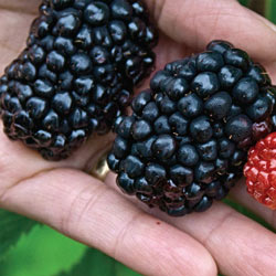 Giant Kiowa Blackberry