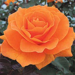 Vavoom™ Floribunda Jumbo Rose