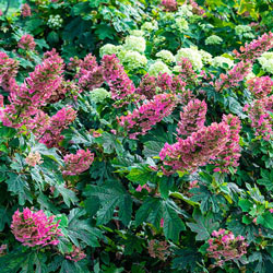 Ruby Slippers Dwarf Oakleaf Hydrangea