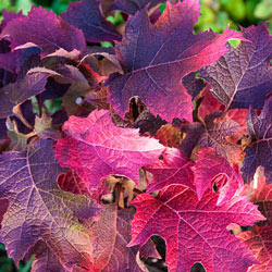 Ruby Slippers Dwarf Oakleaf Hydrangea