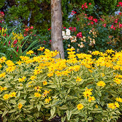 Sunstruck Heliopsis