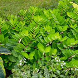 Ruby Slippers Solomon's Seal