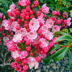 Firecracker Mountain Laurel