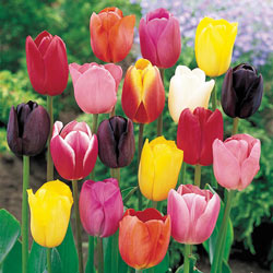 Mixed Tulips Super Bag